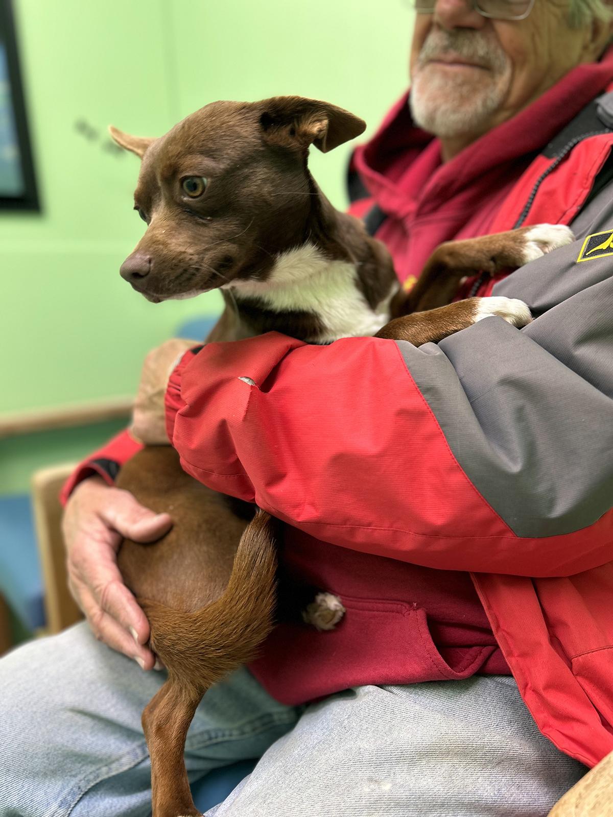 Enlarge Coffee Bean, an adopted mixed breed in Okmulgee, OK image 4/5