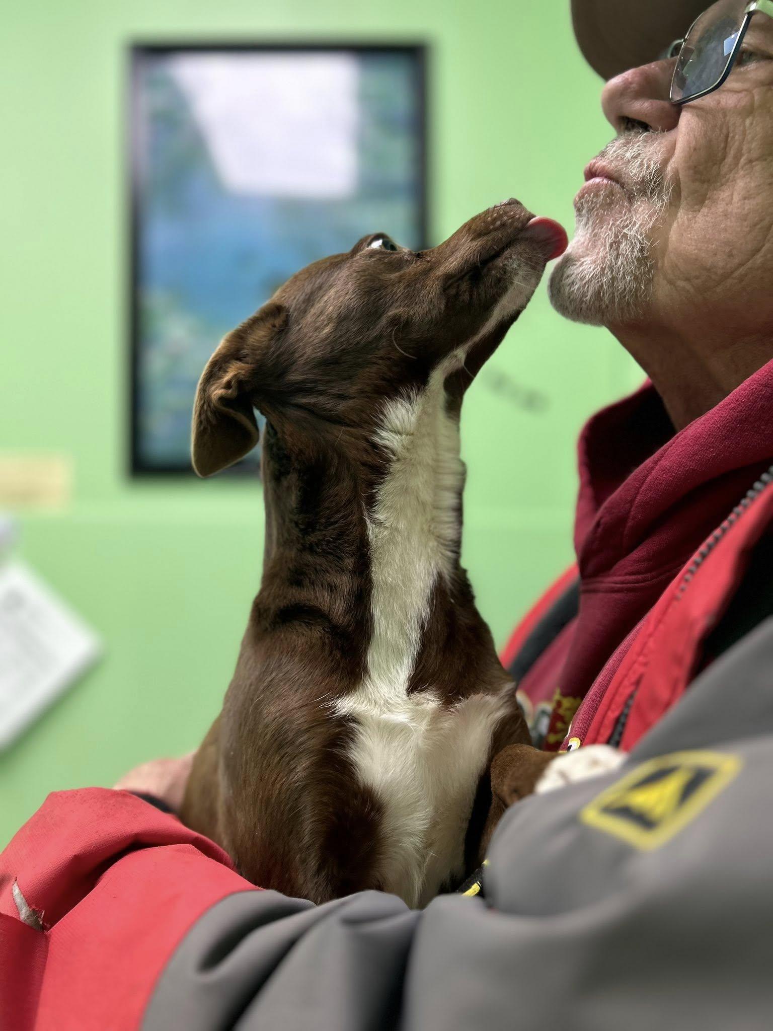 Enlarge Coffee Bean, an adopted mixed breed in Okmulgee, OK image 5/5