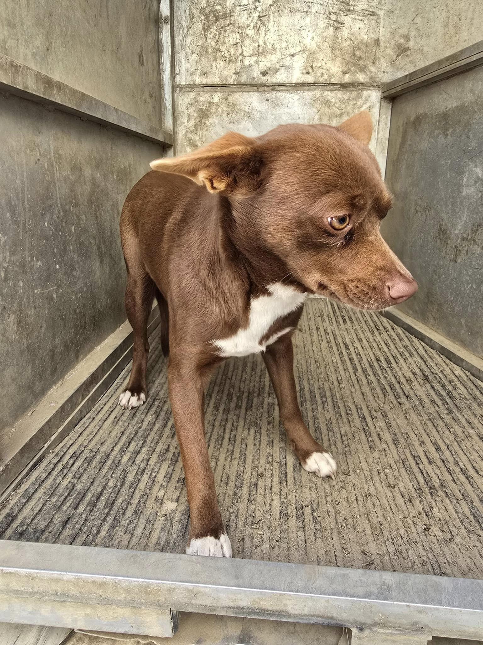 Enlarge Coffee Bean, an adopted mixed breed in Okmulgee, OK image 2/5