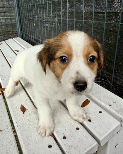 Enlarge Kevin Jonas, a Adoptable mixed breed in Saint Petersburg, FL image 1/1