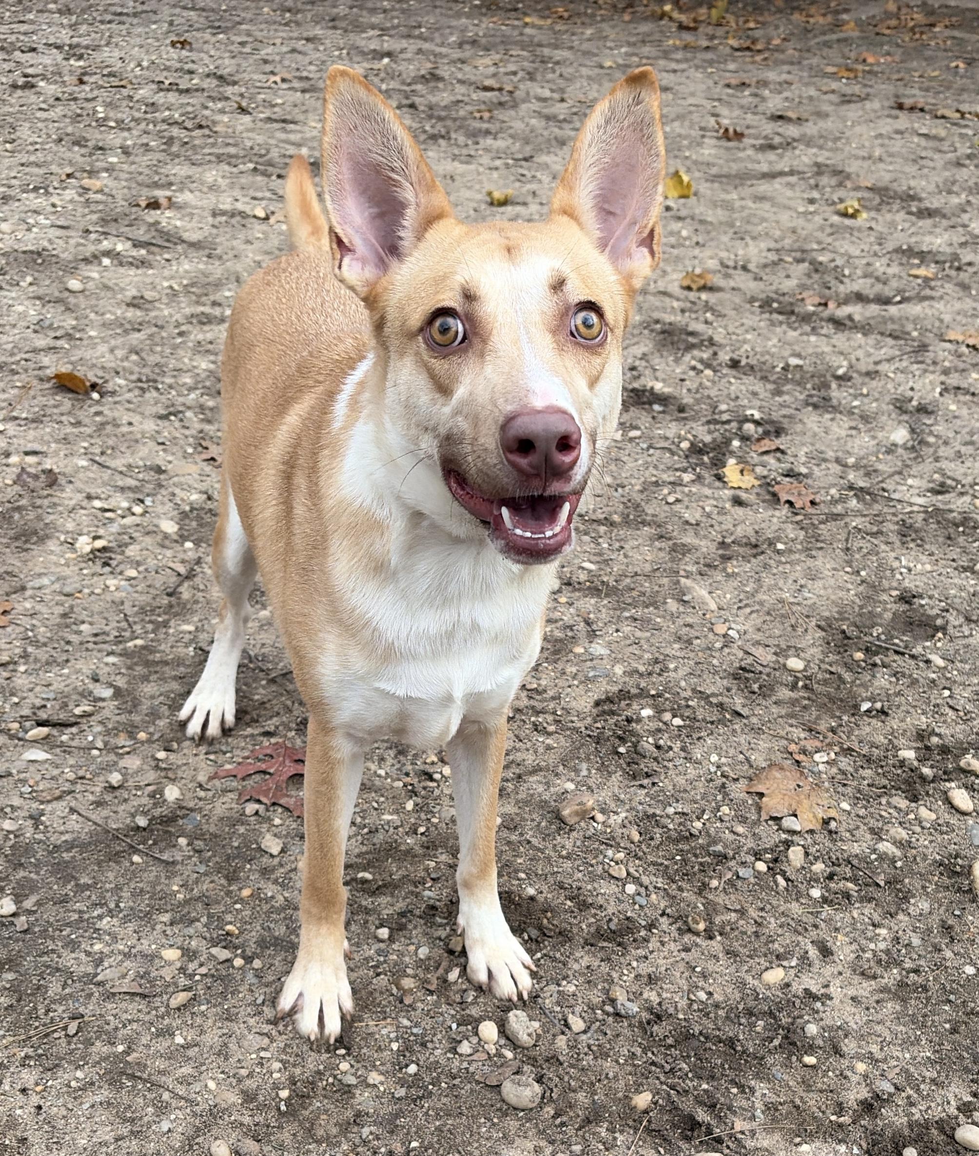 Enlarge Ranch, a Adoptable mixed breed in Lindenhurst, NY image 1/2
