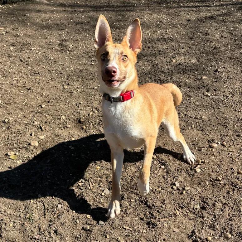Ranch, Adoptable, Young Male Labrador Retriever & Husky.
