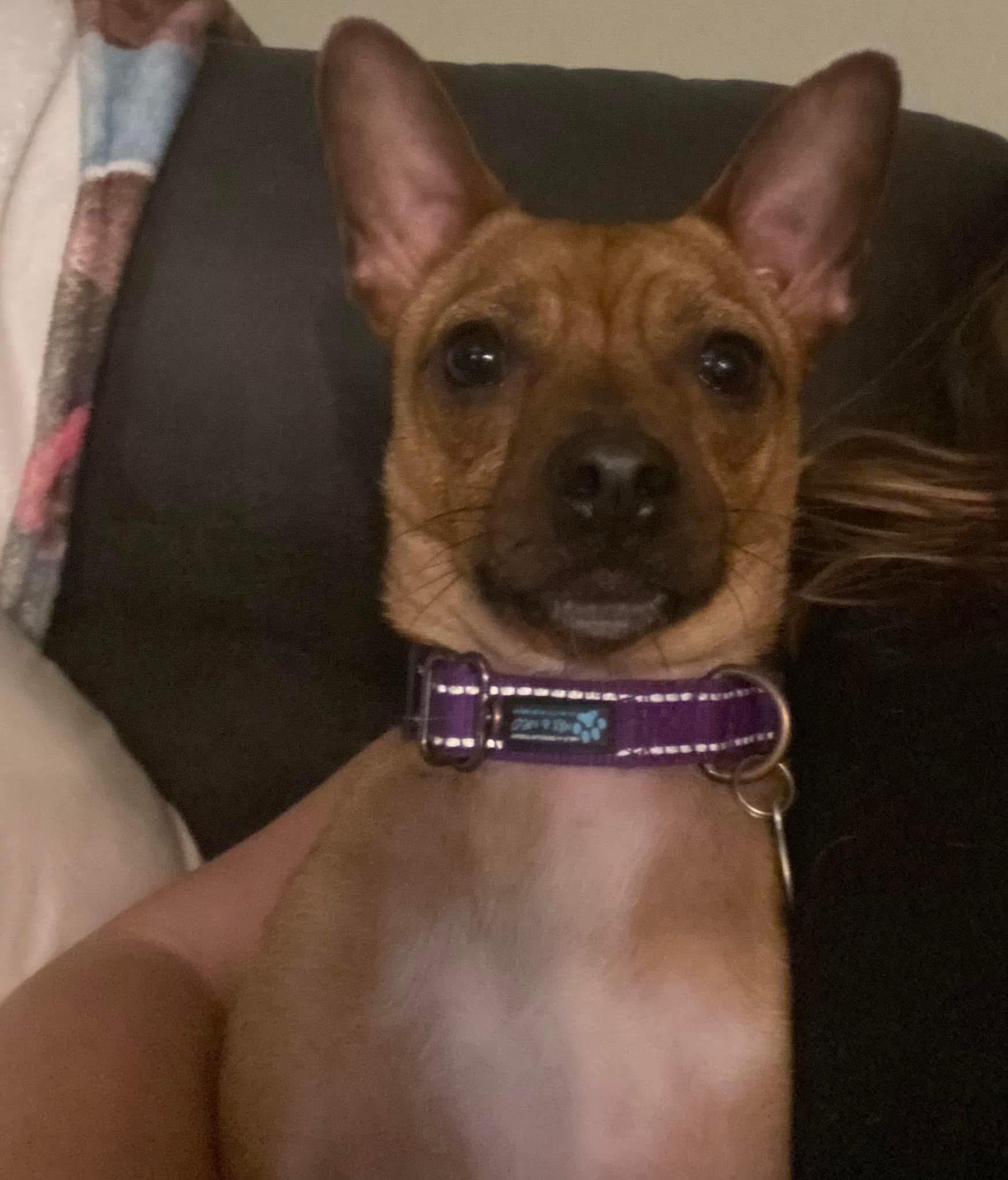 Enlarge Mystic, a Adoptable Chihuahua in Louisville, KY image 1/5