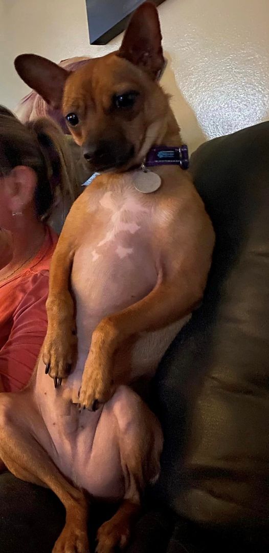 Enlarge Mystic, a Adoptable Chihuahua in Louisville, KY image 2/5