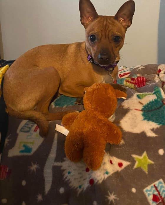 Enlarge Mystic, a Adoptable Chihuahua in Louisville, KY image 3/5