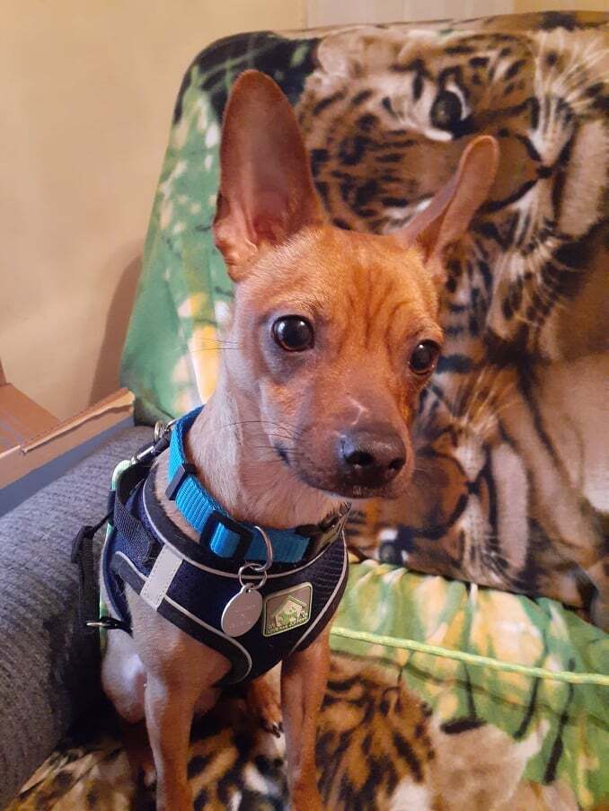 Enlarge Mystic, a Adoptable Chihuahua in Louisville, KY image 4/5