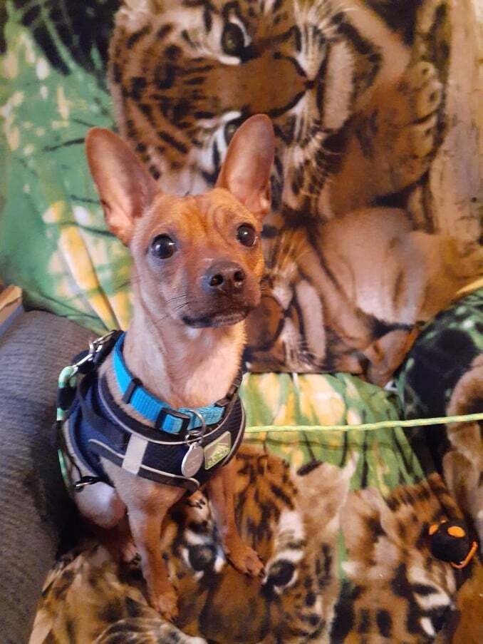 Enlarge Mystic, a Adoptable Chihuahua in Louisville, KY image 5/5