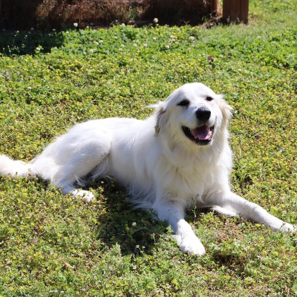 Snowy, Adoptable, Adult Female Great Pyrenees.