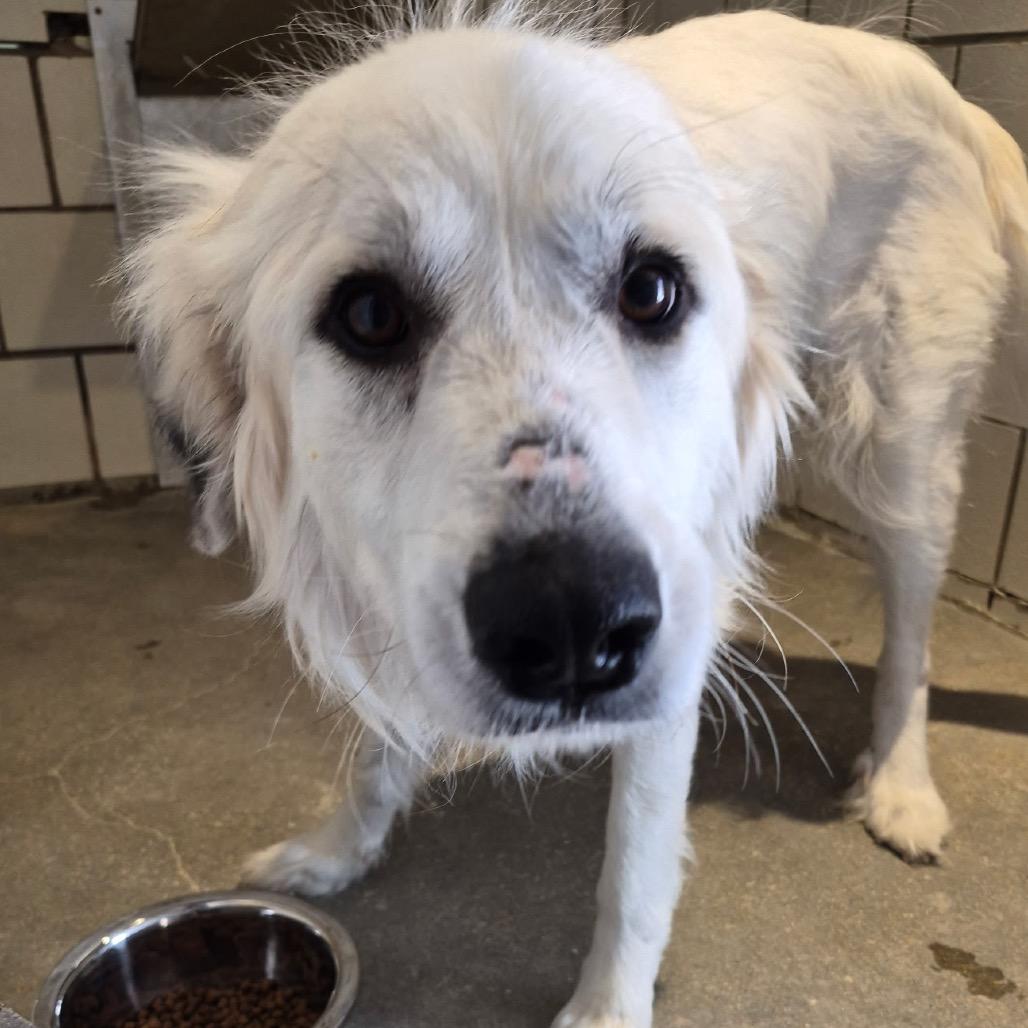Snowy, a Adoptable Great Pyrenees in Starkville, MS image 2/6