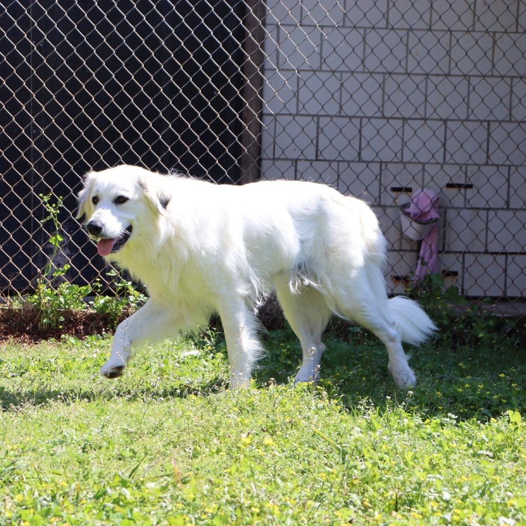 Snowy, a Adoptable Great Pyrenees in Starkville, MS image 3/6