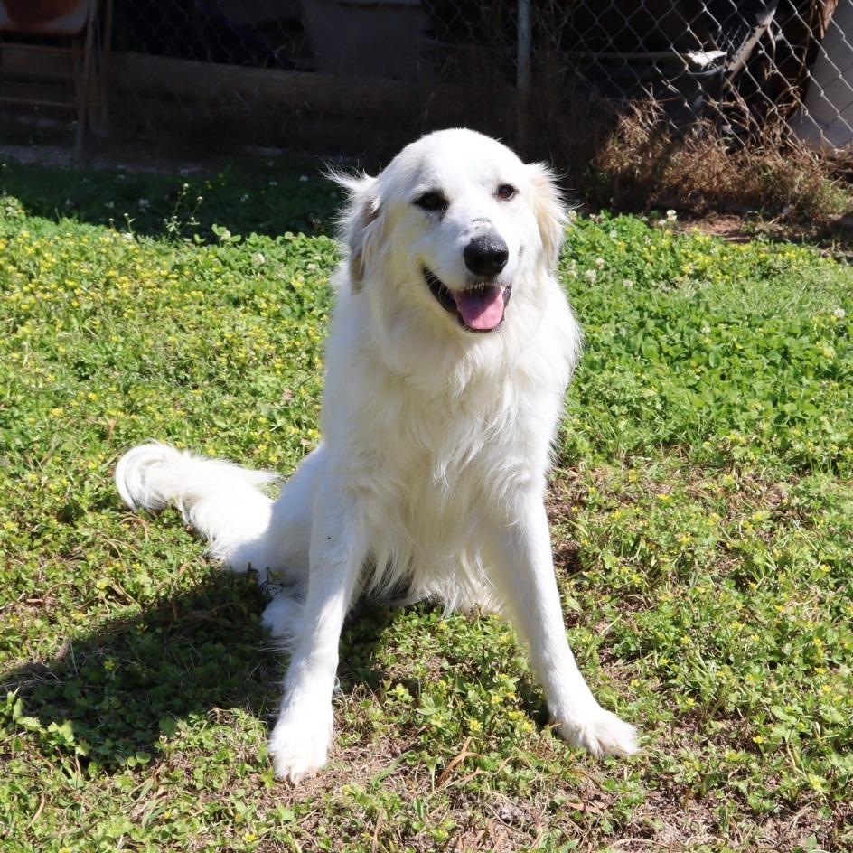 Snowy, a Adoptable Great Pyrenees in Starkville, MS image 4/6