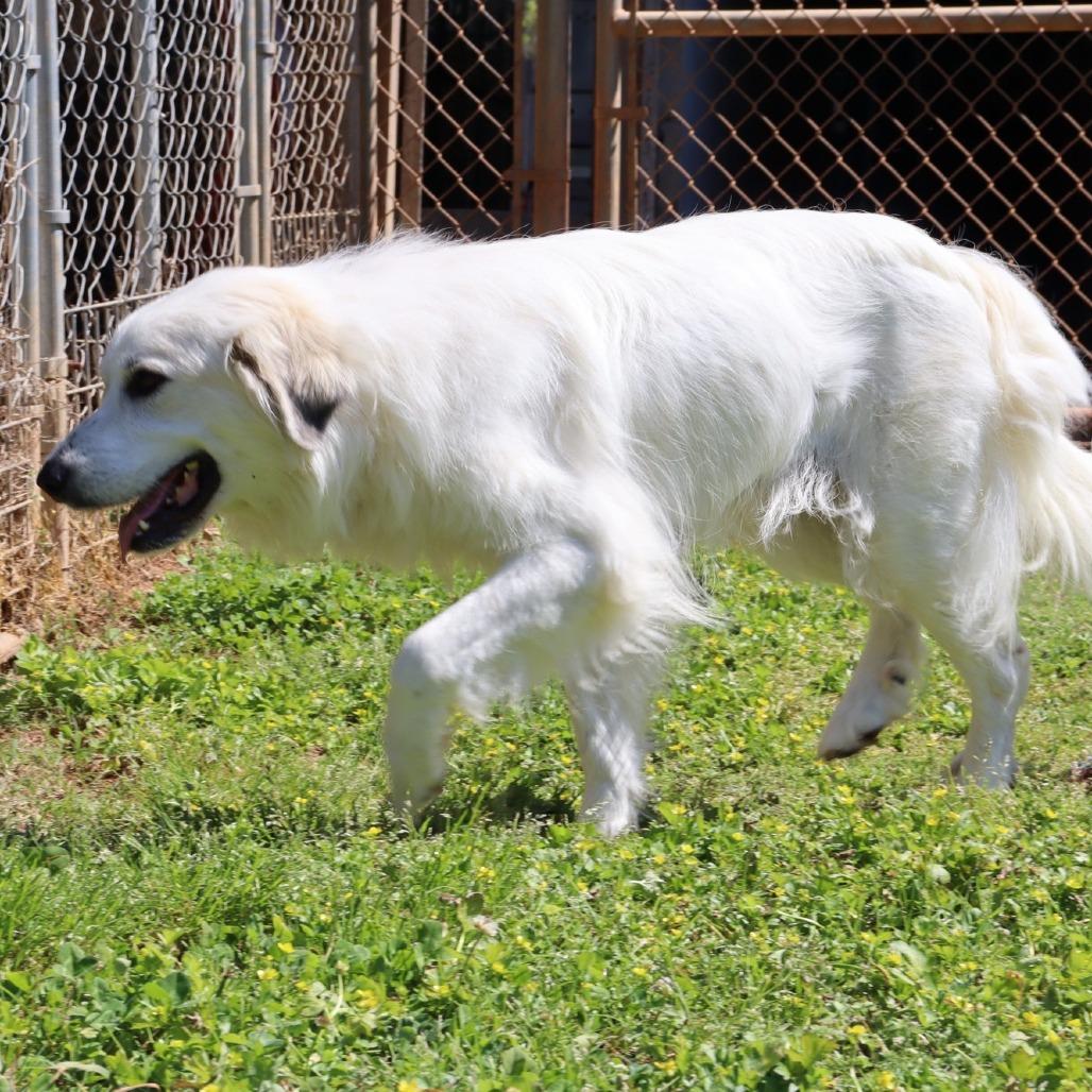 Snowy, a Adoptable Great Pyrenees in Starkville, MS image 5/6