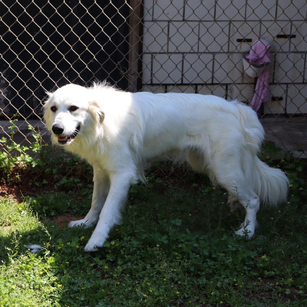 Snowy, a Adoptable Great Pyrenees in Starkville, MS image 6/6