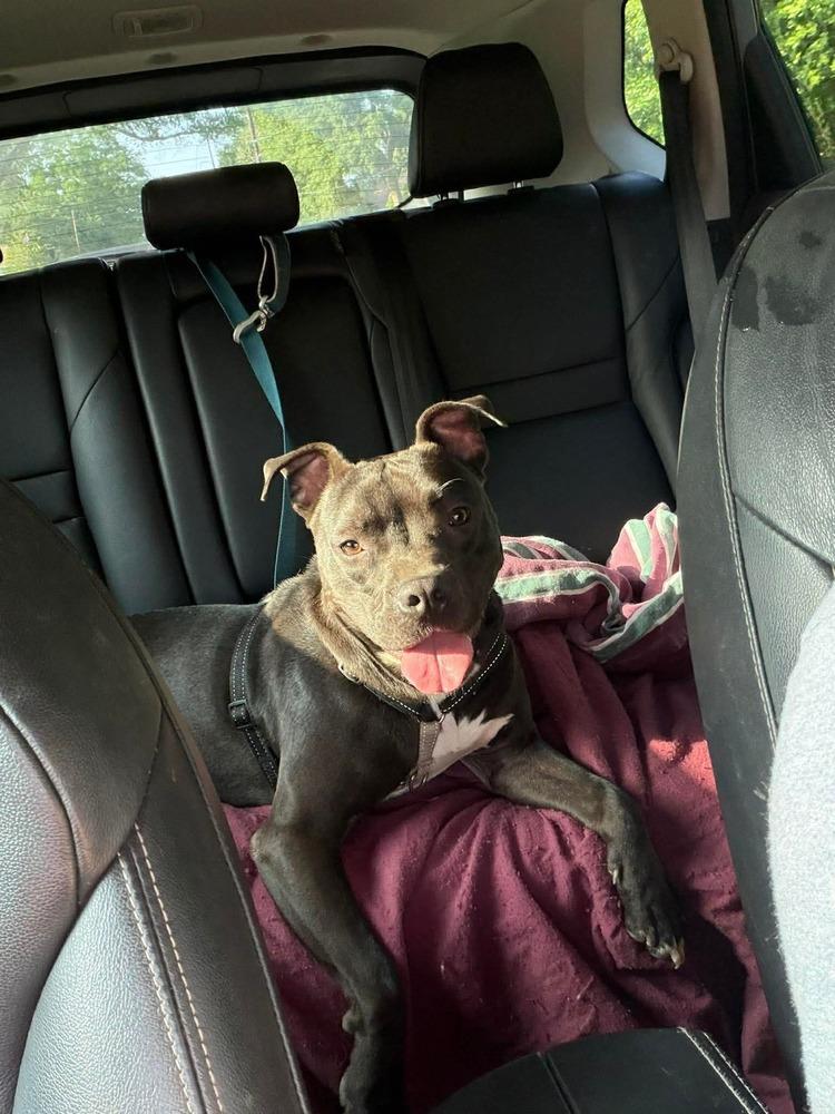 Taz #A-139760, Adoptable, Adult Male Pit Bull Terrier.