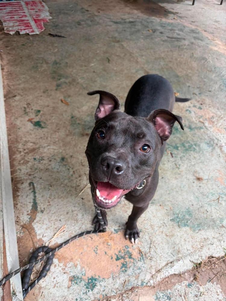 Taz #A-139760 🇨🇦, Adoptable, Adult Male Pit Bull Terrier.
