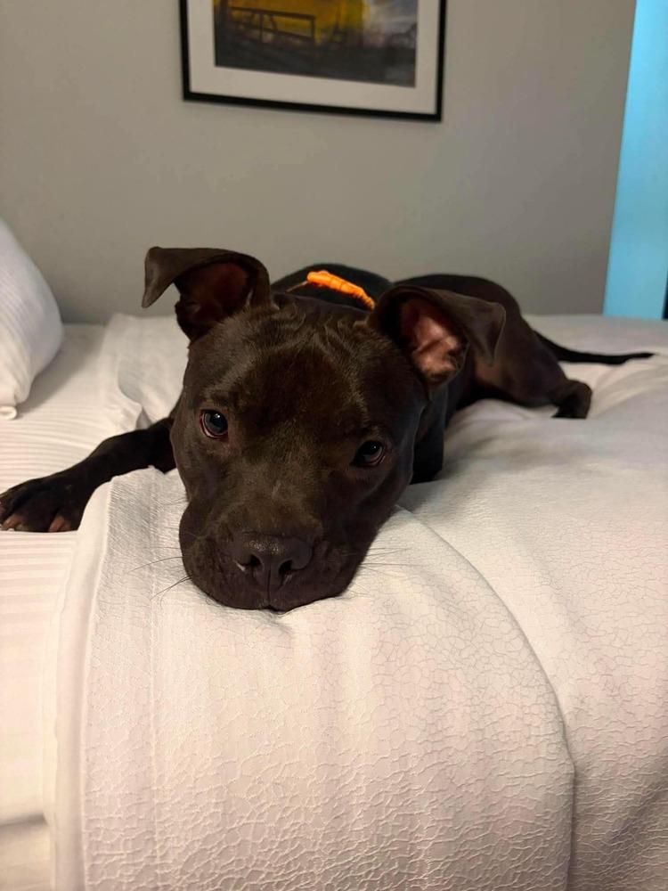 Enlarge Taz #A-139760, a Adoptable mixed breed in Digby, NS image 2/6