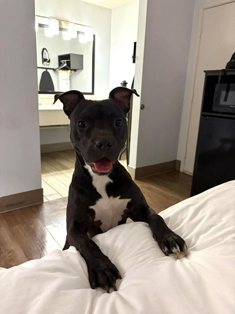 Enlarge Taz #A-139760, a Adoptable mixed breed in Fredericton, NB image 2/6