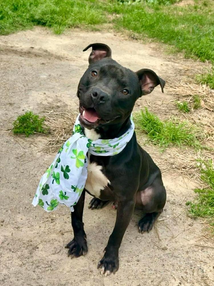 Enlarge Taz #A-139760, a Adoptable mixed breed in Fredericton, NB image 1/6