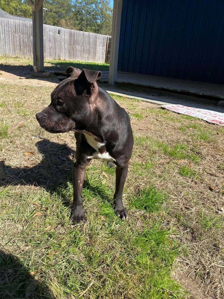 Taz #A-139760, Adoptable, Adult Male Pit Bull Terrier.