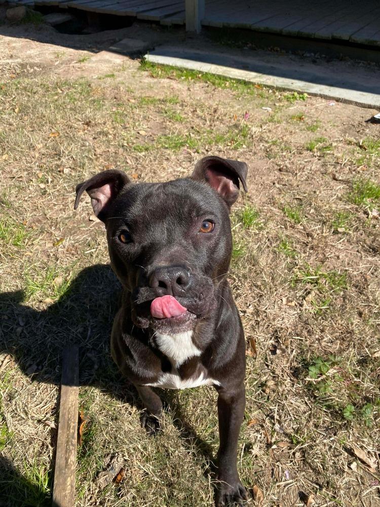 Enlarge Taz #A-139760, a Adoptable mixed breed in Fredericton, NB image 2/6