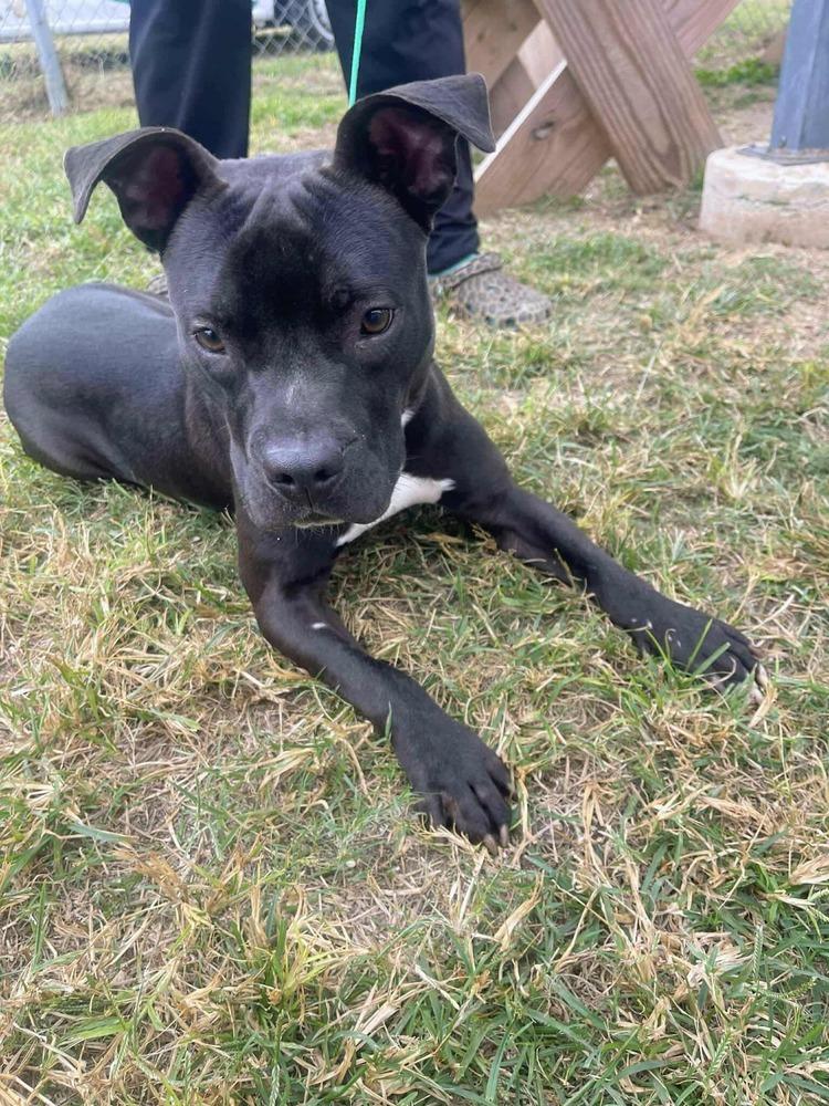 Taz #A-139760, a Adoptable mixed breed in Fredericton, NB image 1/6