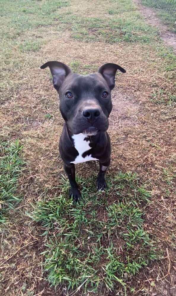 Taz #A-139760, a Adoptable mixed breed in Fredericton, NB image 2/6