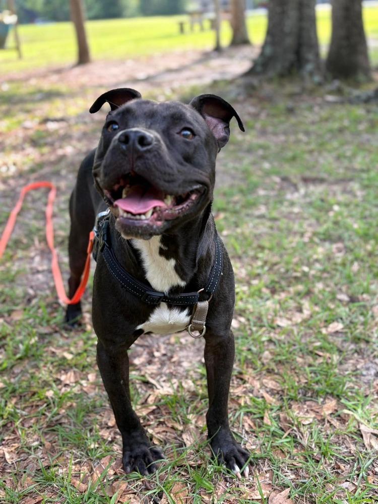 Enlarge Taz #A-139760, a Adoptable mixed breed in Fredericton, NB image 4/6