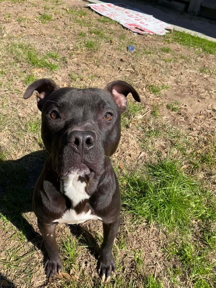 Enlarge Taz #A-139760, a Adoptable mixed breed in Fredericton, NB image 3/6