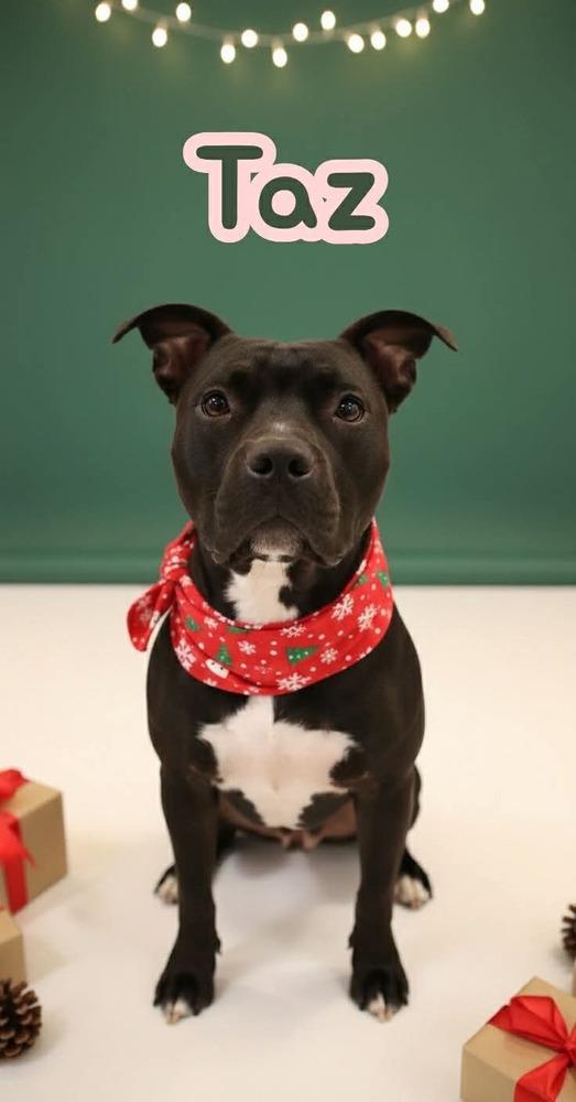 Taz #A-139760, a Adoptable mixed breed in Fredericton, NB image 4/6