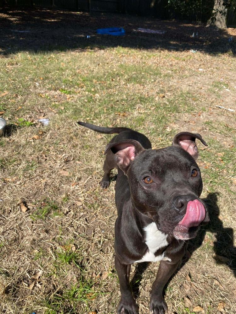 Enlarge Taz #A-139760, a Adoptable mixed breed in Fredericton, NB image 4/6