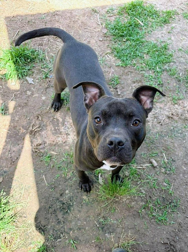 Enlarge Taz #A-139760, a Adoptable mixed breed in Fredericton, NB image 5/6