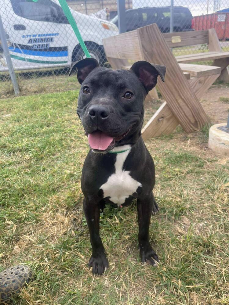 Taz #A-139760, a Adoptable mixed breed in Fredericton, NB image 5/6