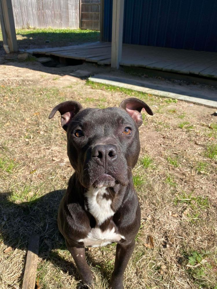 Enlarge Taz #A-139760, a Adoptable mixed breed in Fredericton, NB image 6/6