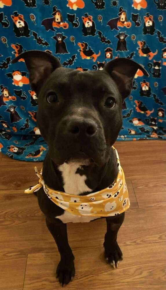 Taz #A-139760, a Adoptable mixed breed in Fredericton, NB image 6/6