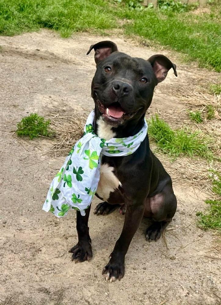 Enlarge Taz #A-139760, a Adoptable mixed breed in Fredericton, NB image 6/6