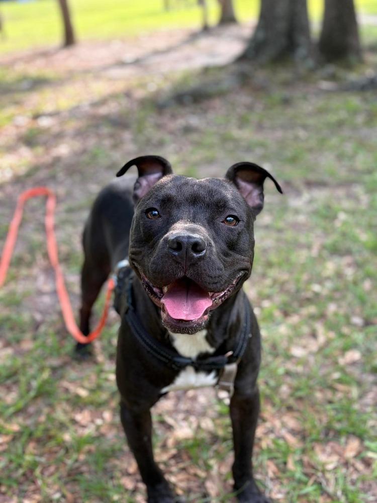 Taz #A-139760 🇨🇦, Adoptable, Adult Male Pit Bull Terrier.