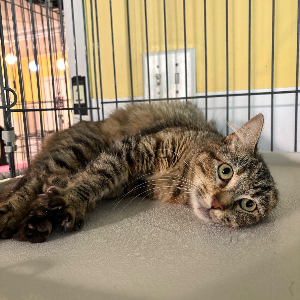 Flip Flop, Adoptable, Young Female Domestic Medium Hair.