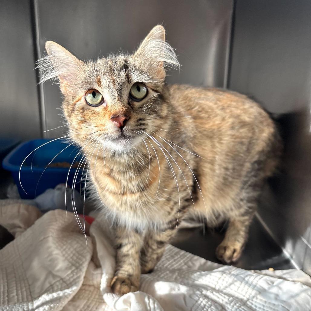 Enlarge Flip Flop, a Adoptable Domestic Medium Hair in Carencro, LA image 2/6