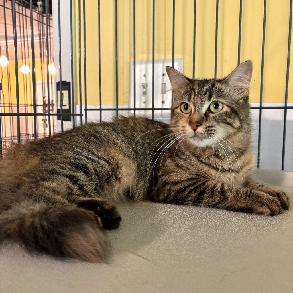 Enlarge Flip Flop, a Adoptable Domestic Medium Hair in Carencro, LA image 3/6