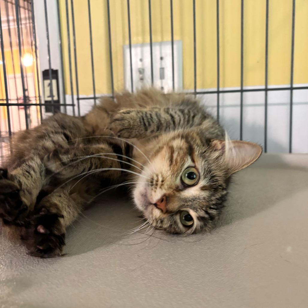 Enlarge Flip Flop, a Adoptable Domestic Medium Hair in Carencro, LA image 4/6