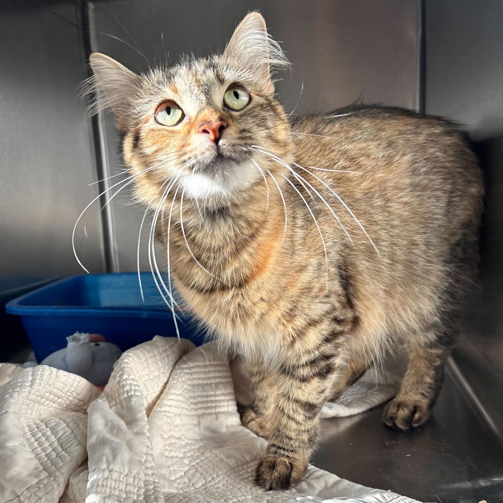 Enlarge Flip Flop, a Adoptable Domestic Medium Hair in Carencro, LA image 5/6