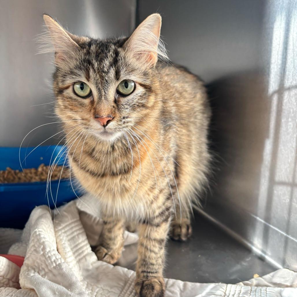 Enlarge Flip Flop, a Adoptable Domestic Medium Hair in Carencro, LA image 6/6