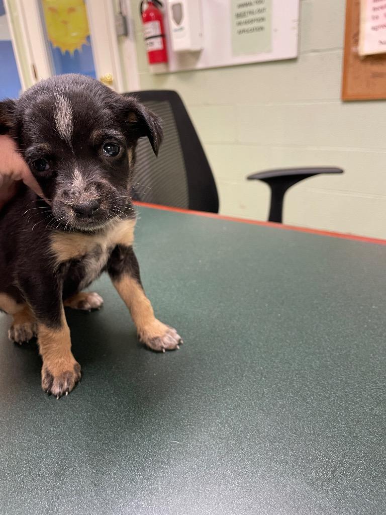 Enlarge Edith, a Adoptable mixed breed in Ada, OK image 1/1