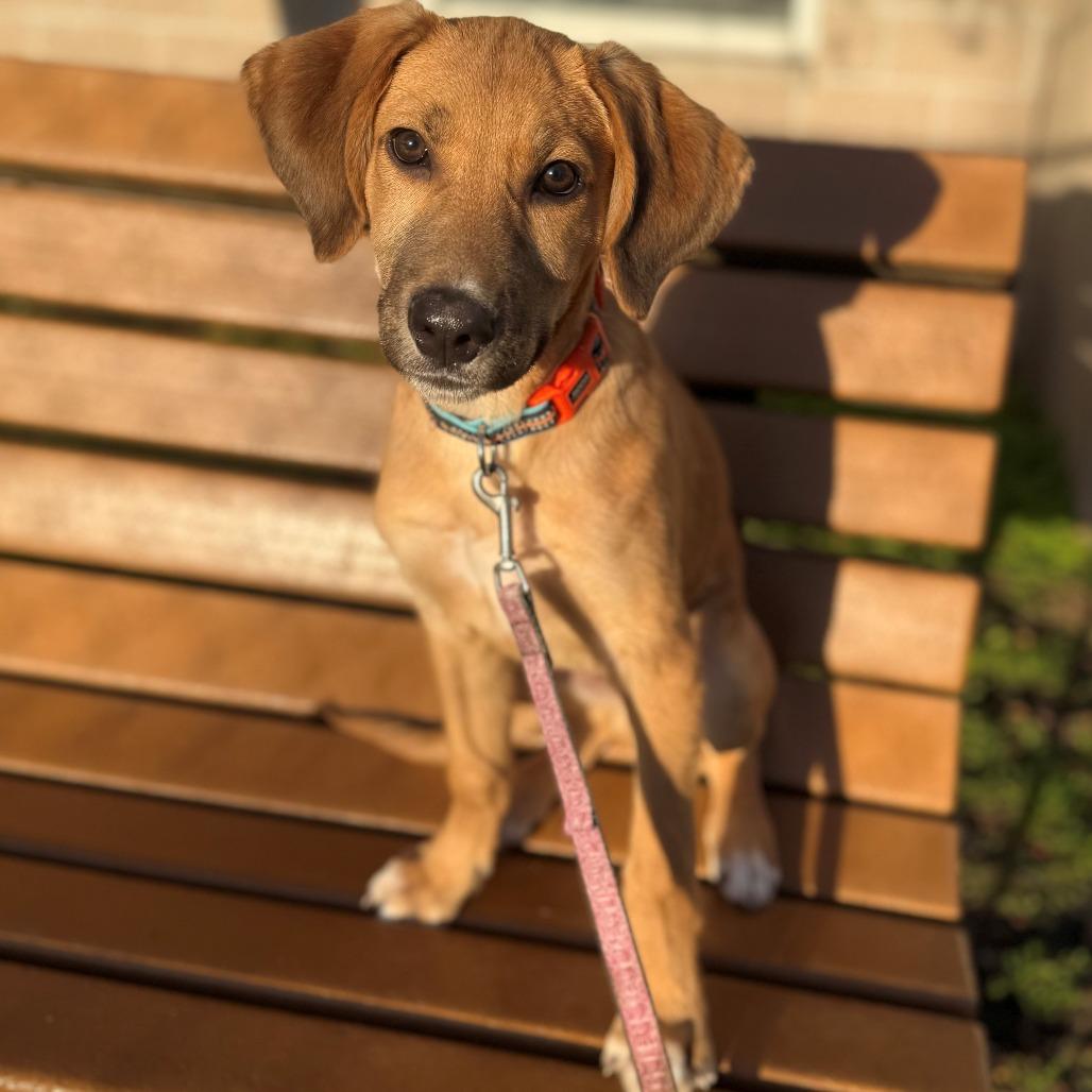Buffalo, Adoptable, Puppy Male Mixed Breed.