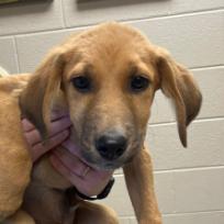 Enlarge Buffalo, a Adoptable Mixed Breed in East Hanover, NJ image 2/3