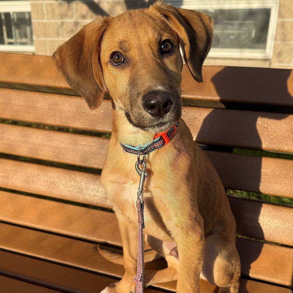 Enlarge Buffalo, a Adoptable Mixed Breed in East Hanover, NJ image 3/3