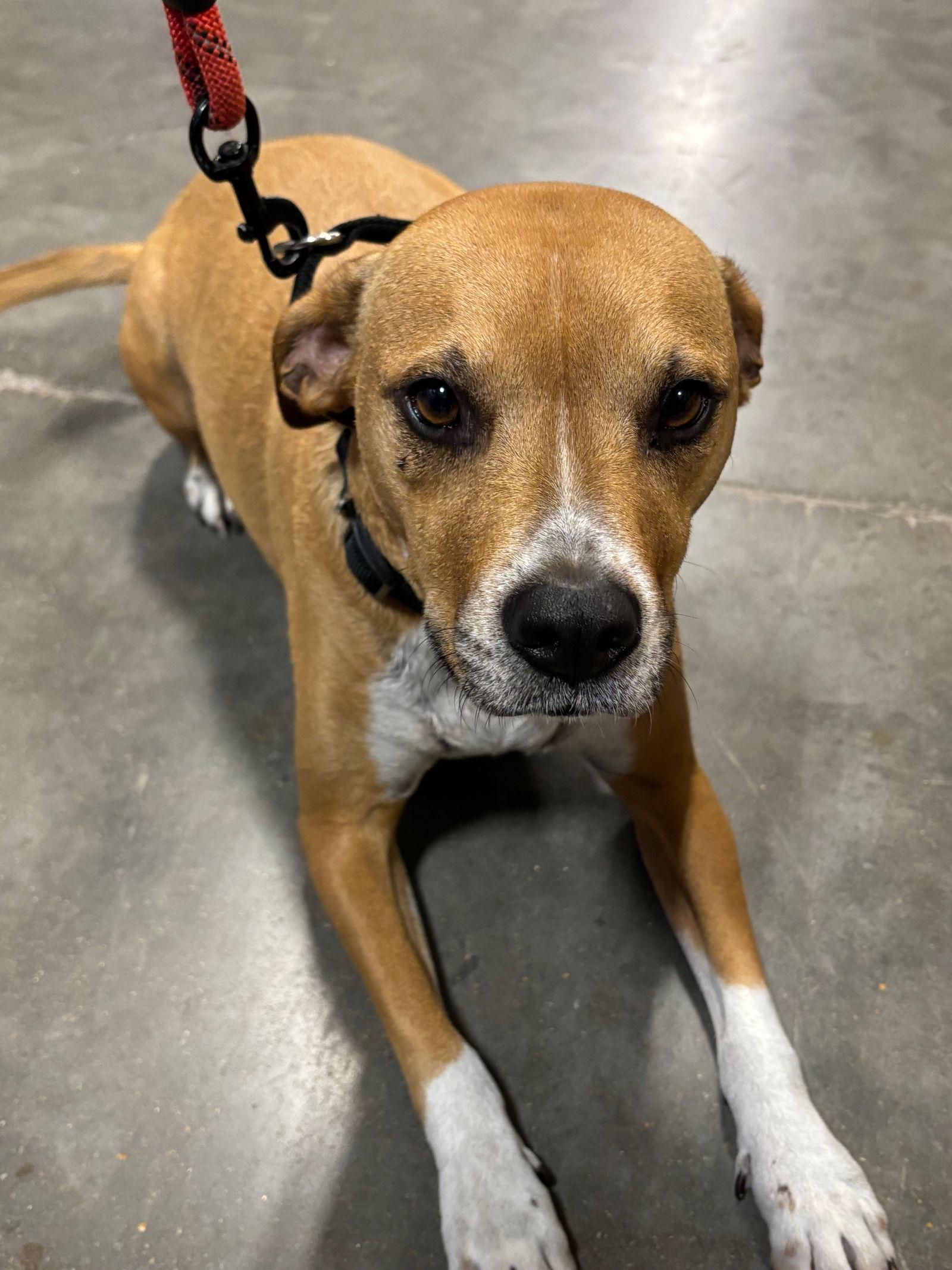 Ronnie, a Adoptable mixed breed in St. Louis, MO image 1/3