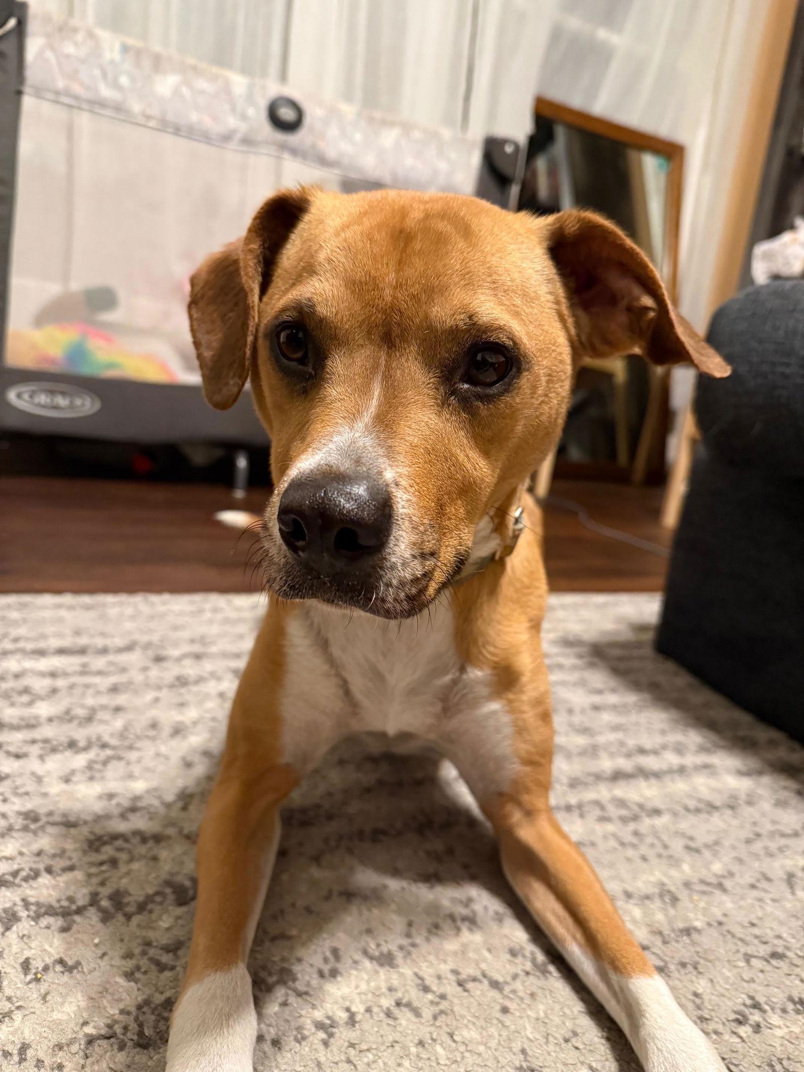 Ronnie, a Adoptable mixed breed in St. Louis, MO image 2/3