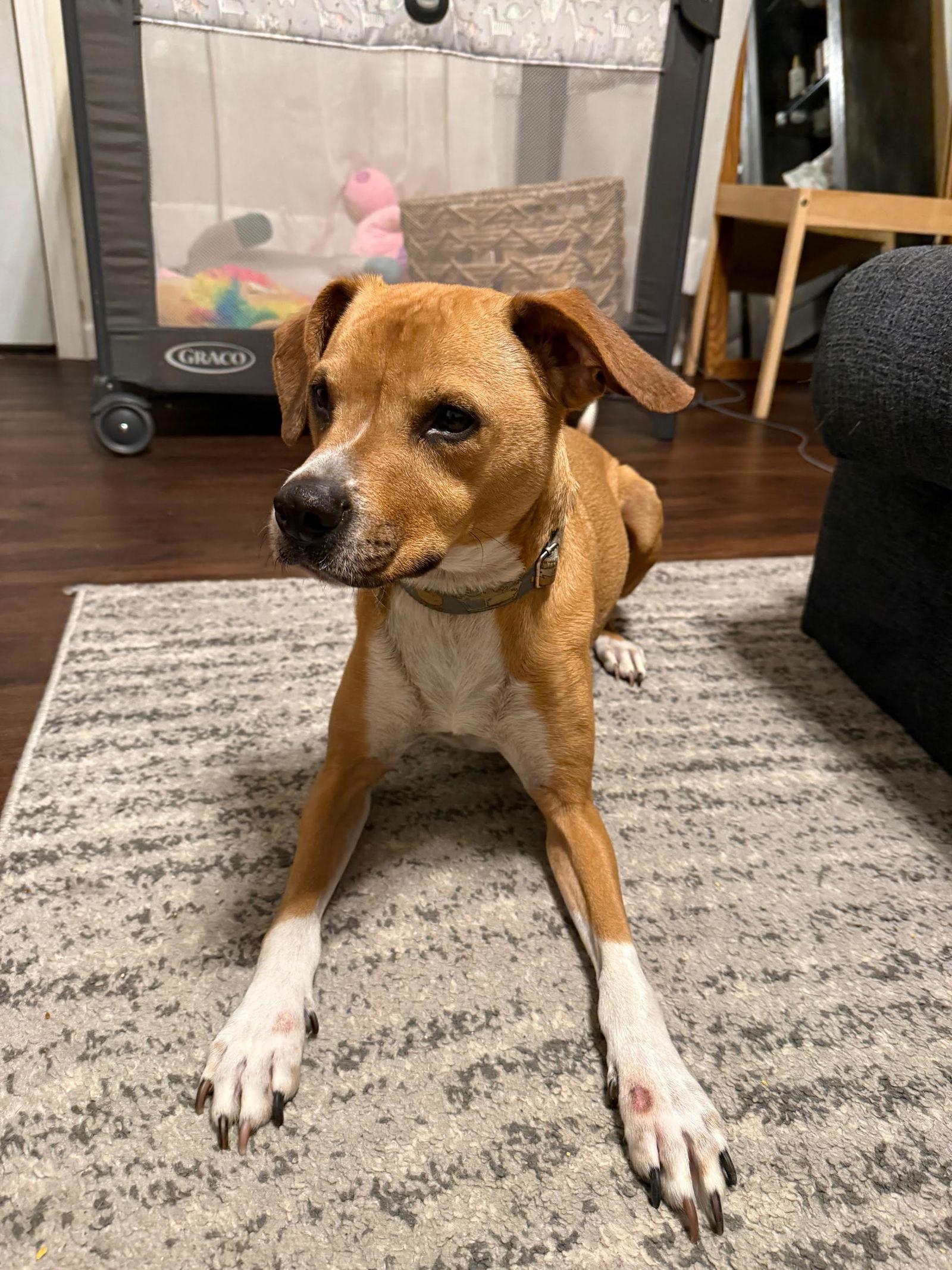 Ronnie, a Adoptable mixed breed in St. Louis, MO image 3/3