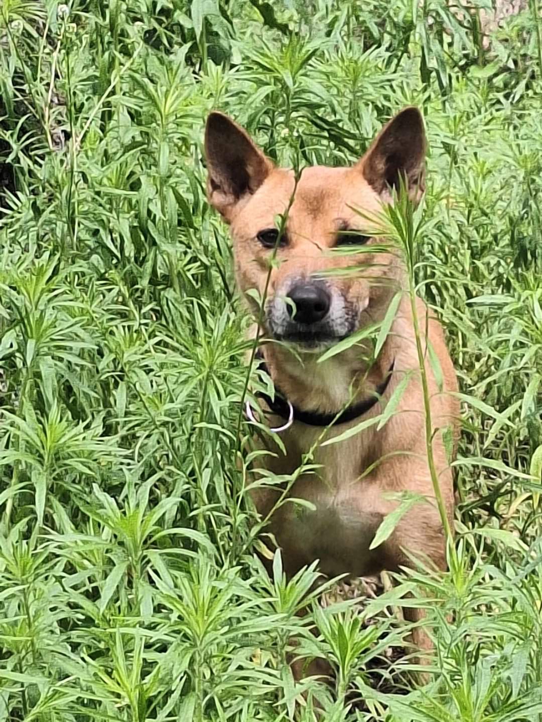 Enlarge Dinga, a Adopted New Guinea Singing Dog in Muskegon, MI image 5/5